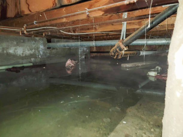 Best Water damage cleanup near me  in Minnetonka, MN