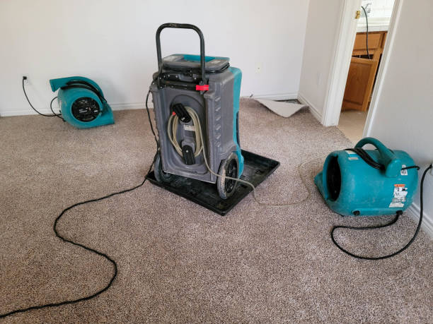Best Mold removal after water damage  in Minnetonka, MN
